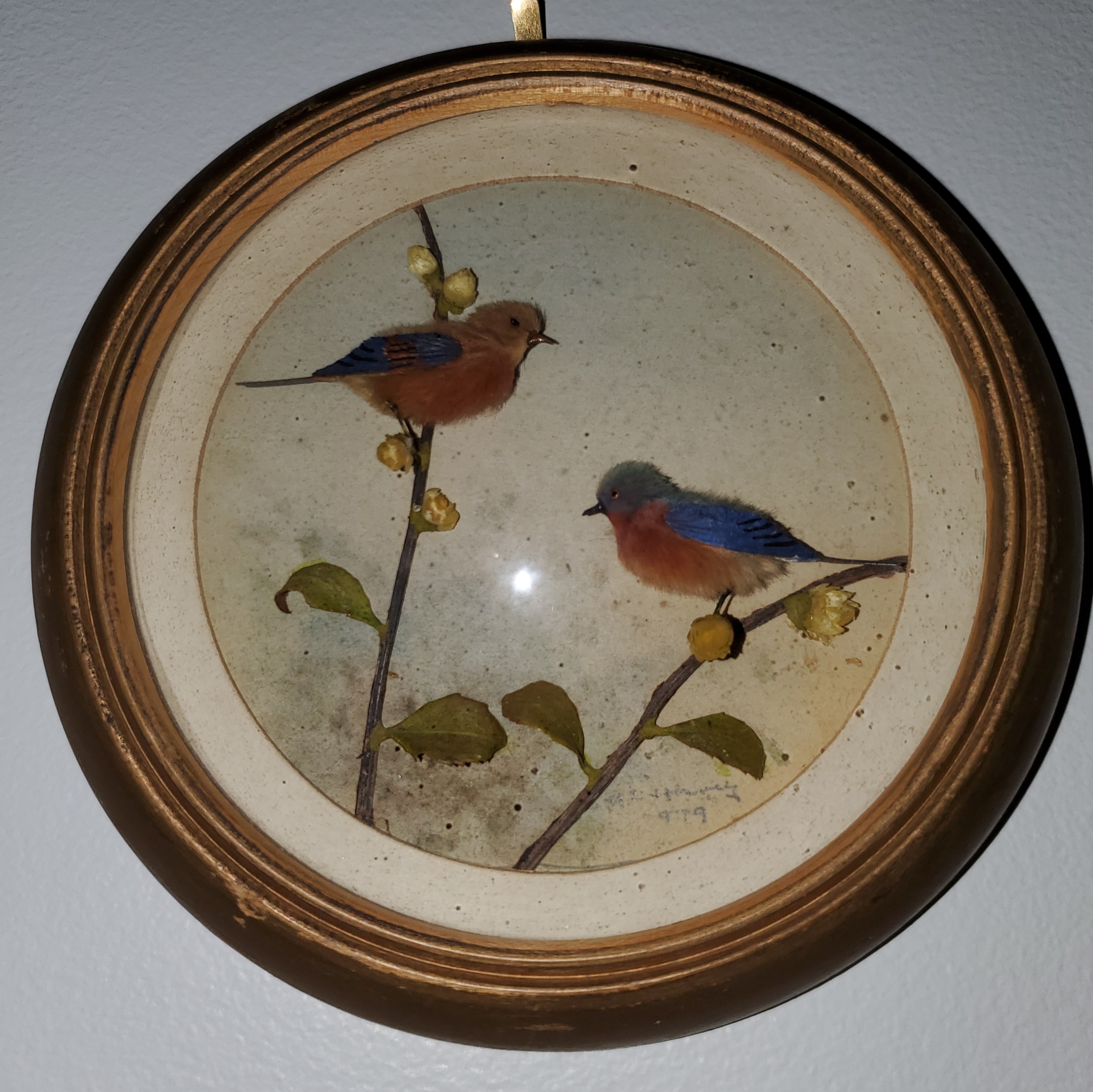 Eastern Bluebirds (Version 2) (5-inch)